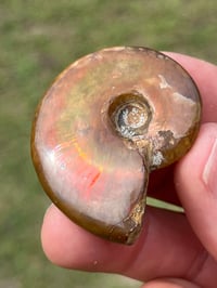 Image 16 of Rainbow Iridescent Ammonite Shell Fossil #2635