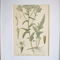 Image 9 of Botanique Sous Cadre 
