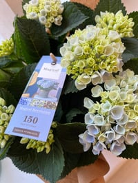 Image 2 of Hydrangea Plant