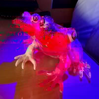 Image 5 of Dragon Fruit Siamese Frog 2025