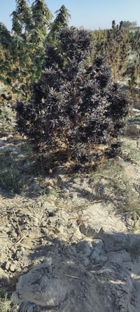 Image 2 of Sovereign Farmers - Toba Ranges 24’ Durand Line - Selection #3
