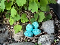 Image 5 of Songbird Eggs