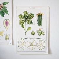 Image 5 of Planches De Botanique Colorées.