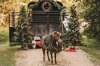 Image 5 of Christmas Mini 2023 - Deposit Only 