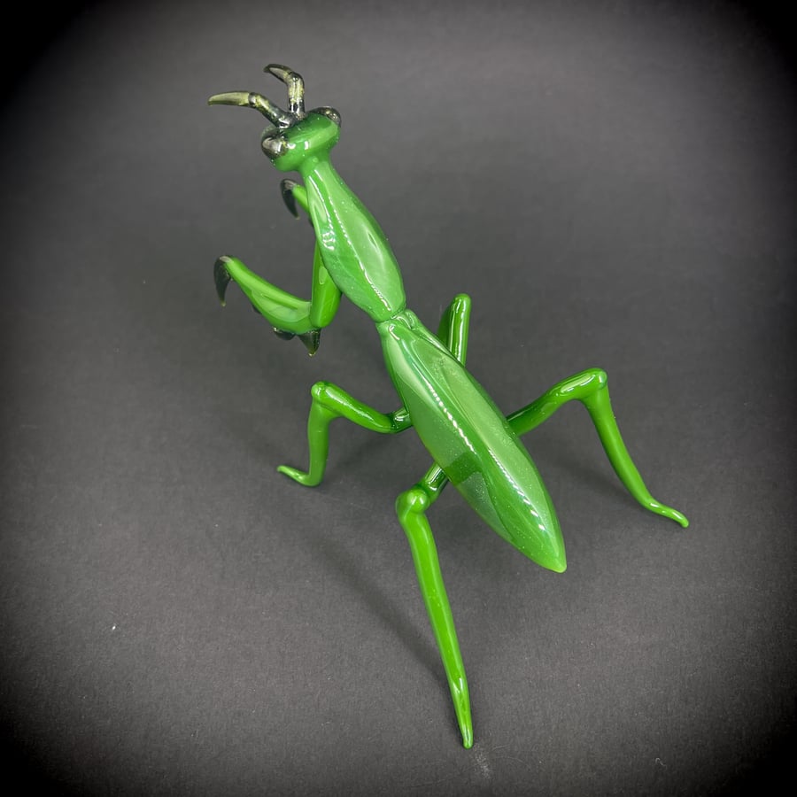 Image of Praying Mantis 