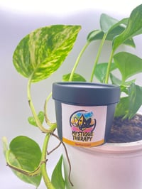 Mystical Cream