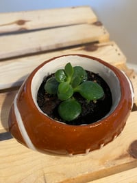Image 3 of Jade Plant in Football 
