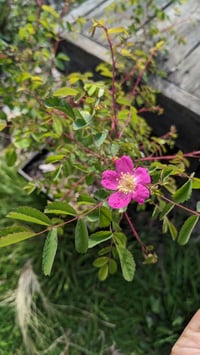 Image 1 of Baldhip Rose : Rosa gymnocarpa