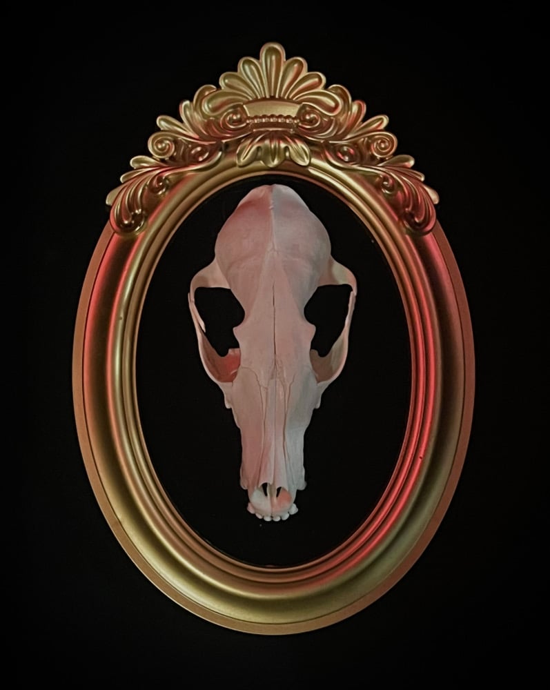 Image of Framed Fox Skull