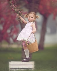 Image 1 of Cherry Blossom minis - Holden MA 