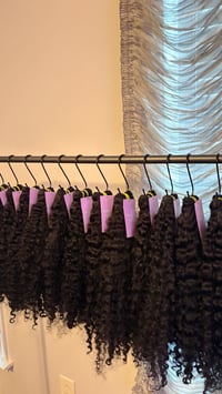 Image 3 of Burmese Curly