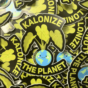 Image of Kalo The Wild 