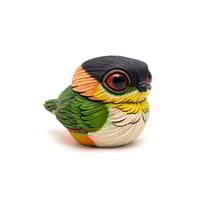 Image 4 of Chubby Bird: Caique