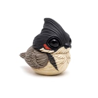 Image 4 of Chubby Bird: Red-Whiskered Bulbul