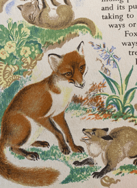 Image 11 of Larger Animals of The Countryside by Eileen Mayo