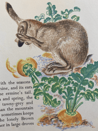 Image 12 of Larger Animals of The Countryside by Eileen Mayo