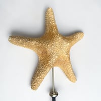 Image 5 of Grande étoile de mer sur socle en bois tourné  - Protoreaster nodosus  - cabinet de curiosités