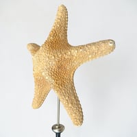 Image 4 of Grande étoile de mer sur socle en bois tourné  - Protoreaster nodosus  - cabinet de curiosités