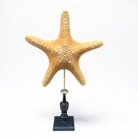 Image 1 of Grande étoile de mer sur socle en bois tourné  - Protoreaster nodosus  - cabinet de curiosités
