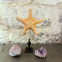 Image 2 of Grande étoile de mer sur socle en bois tourné  - Protoreaster nodosus  - cabinet de curiosités