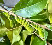 Rothschildia inca Larvae