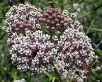 Narrowleaf Milkweed : Asclepias fascicularis