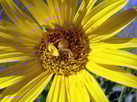 Image 1 of Narrowleaf Mule's Ear: Wyethia angustifolia