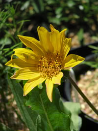 Image 2 of Narrowleaf Mule's Ear: Wyethia angustifolia