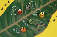 Image 1 of Ladybug pins