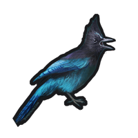 Image 1 of Steller's Jay Vinyl Sticker