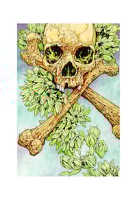 Amber Glow / Limited