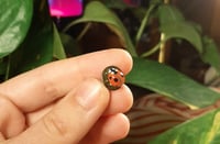 Image 5 of Ladybug pins