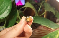 Image 6 of Ladybug pins