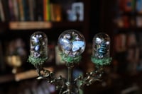 Image 2 of What is this? A candelabra for ants?