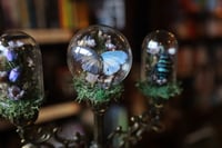 Image 4 of What is this? A candelabra for ants?