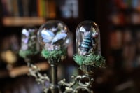 Image 5 of What is this? A candelabra for ants?