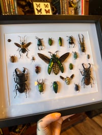 Image 2 of Beetle collection