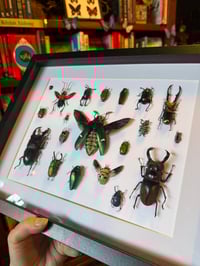 Image 3 of Beetle collection