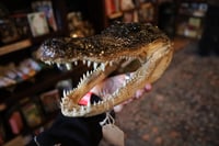 Image 2 of Alligator Head