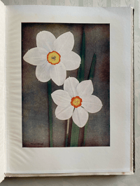 Image 2 of Daffodils Present Day Gardening