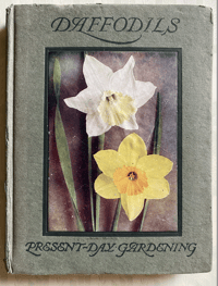 Image 1 of Daffodils Present Day Gardening