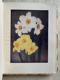 Image 3 of Daffodils Present Day Gardening