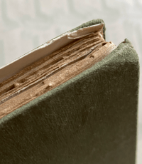 Image 2 of Irises Present Day Gardening