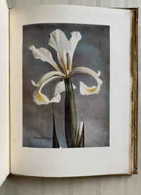 Image 4 of Irises Present Day Gardening