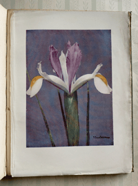 Image 5 of Irises Present Day Gardening