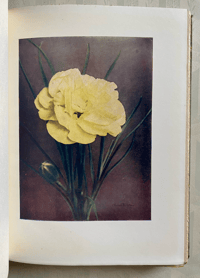 Image 2 of Carnations and Pinks Present Day Gardening