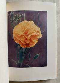 Image 3 of Carnations and Pinks Present Day Gardening