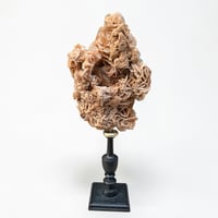 Image 3 of Rose des sables sur socle en bois tourné  Napoléon III - cabinet de curiosités