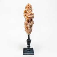 Image 4 of Rose des sables sur socle en bois tourné  Napoléon III - cabinet de curiosités