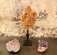 Image 2 of Rose des sables sur socle en bois tourné  Napoléon III - cabinet de curiosités